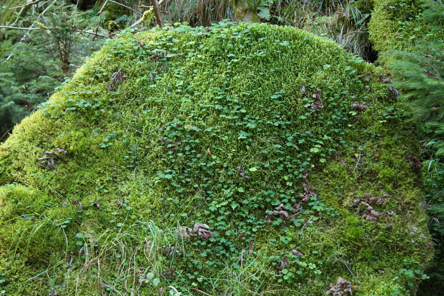 Graitgestein des Brockens