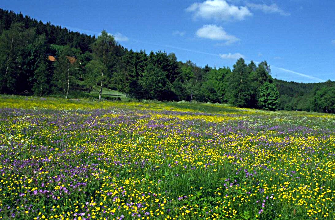 Das Schultal in Altenau (Gelände des späterern Kräuterparks)