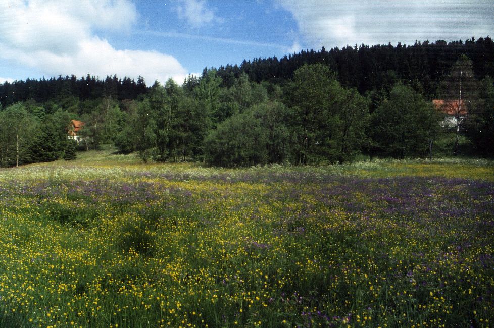 Bei den ehemaligen Froschteichen in Altenau