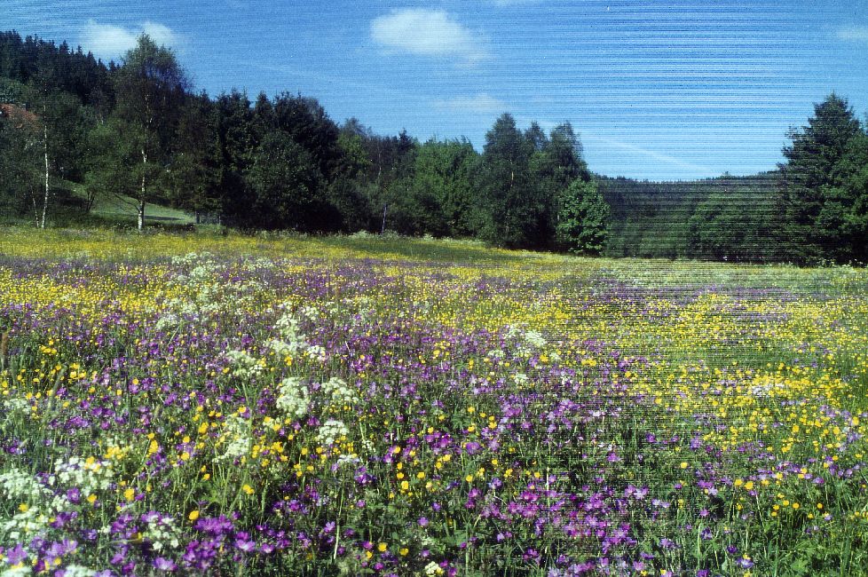 Bei den ehemaligen Froschteichen in Altenau