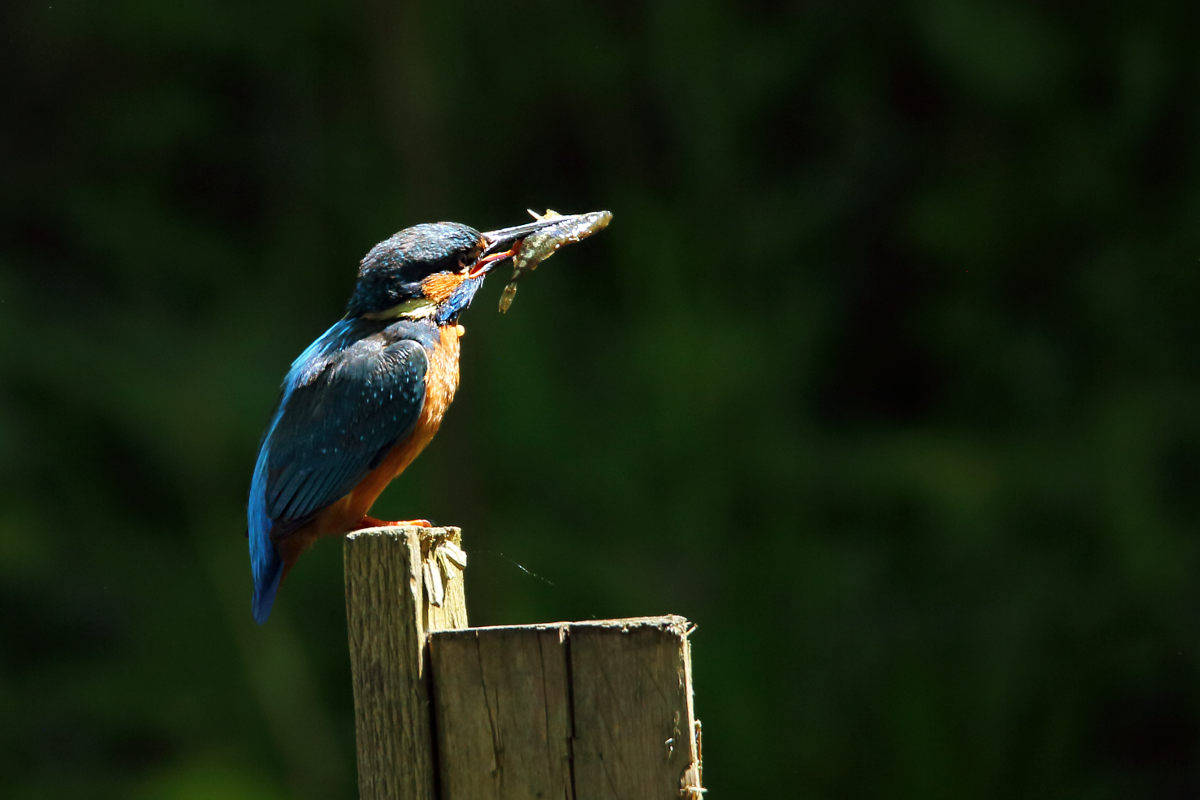 Eisvogel mit Beute