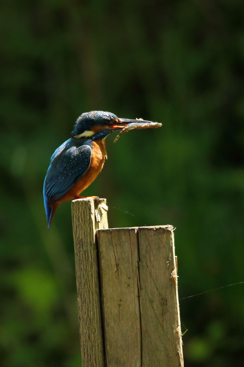 Eisvogel mit Fisch im Maul