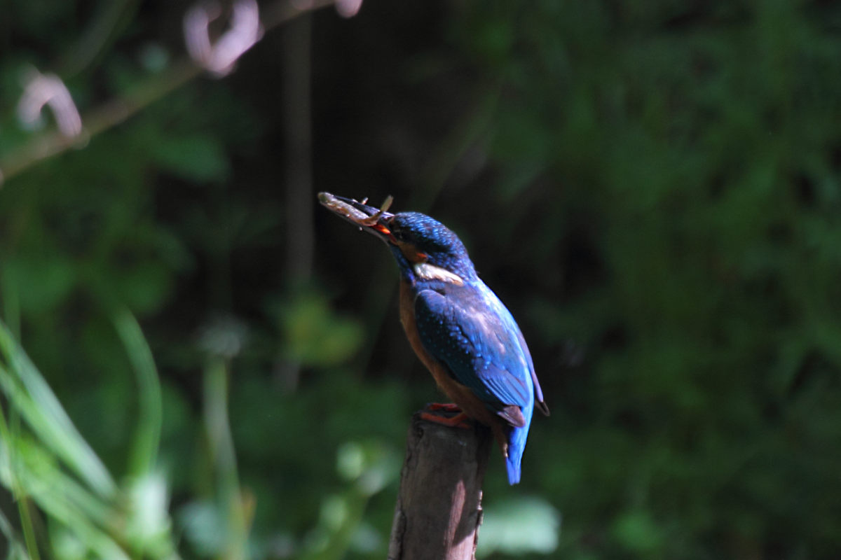 Eisvogel mit Beute