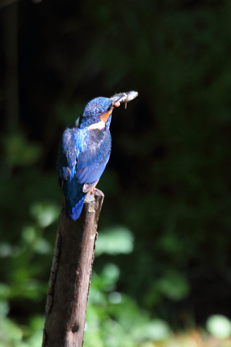 Eisvogel