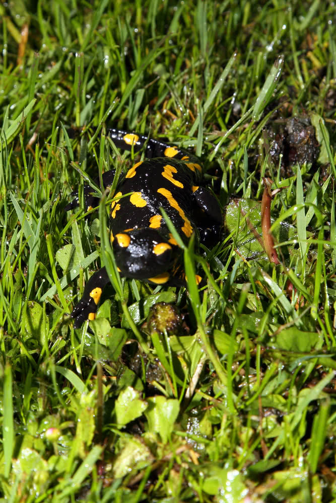 Feuersalamander im feuchten Gras