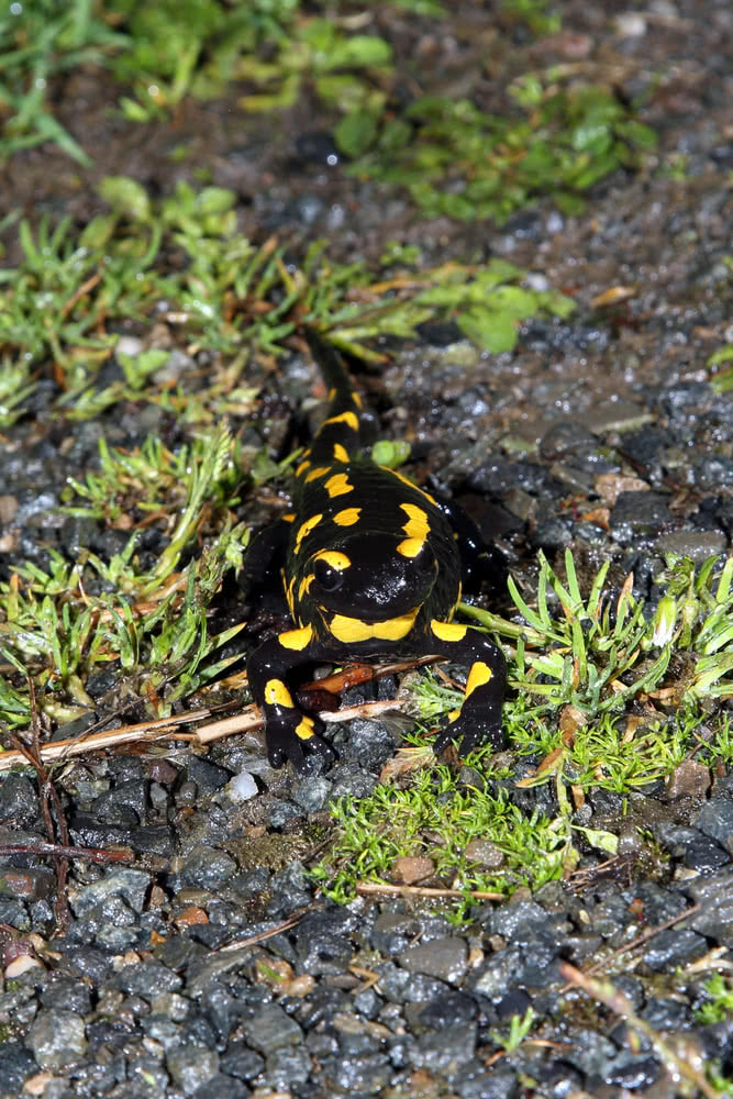 Feuersalamander