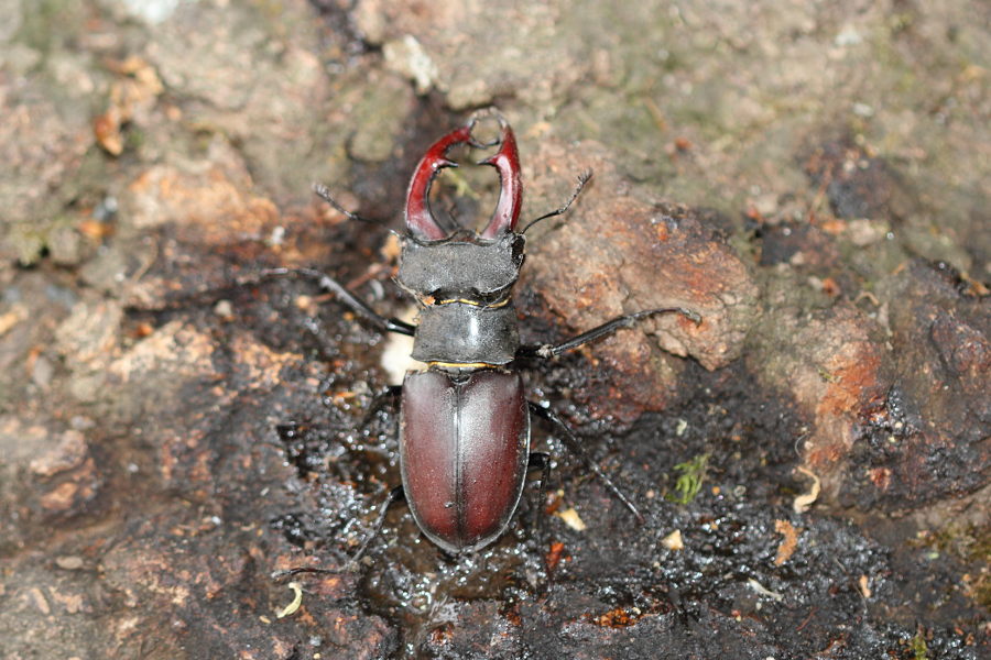 Hirschkäfer - (Lucanus cervus)