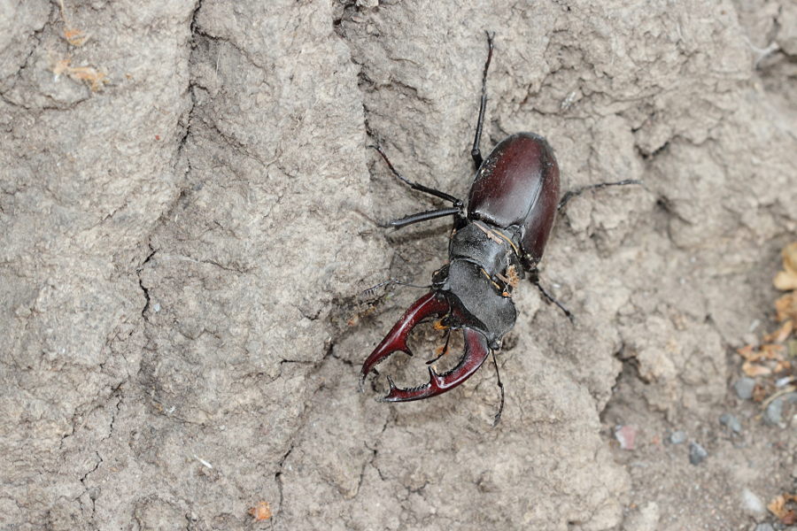 Hirschkäfer - (Lucanus cervus)