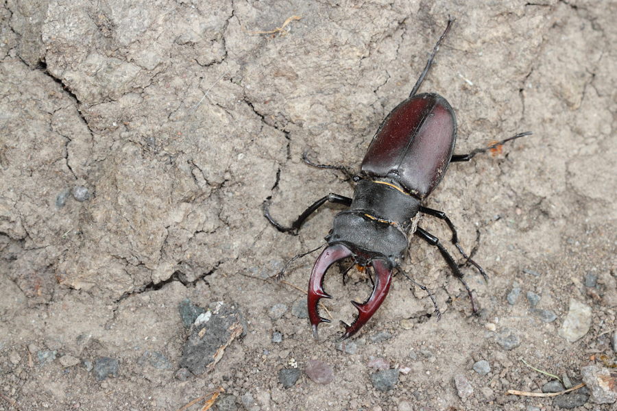 Hirschkäfer - (Lucanus cervus)