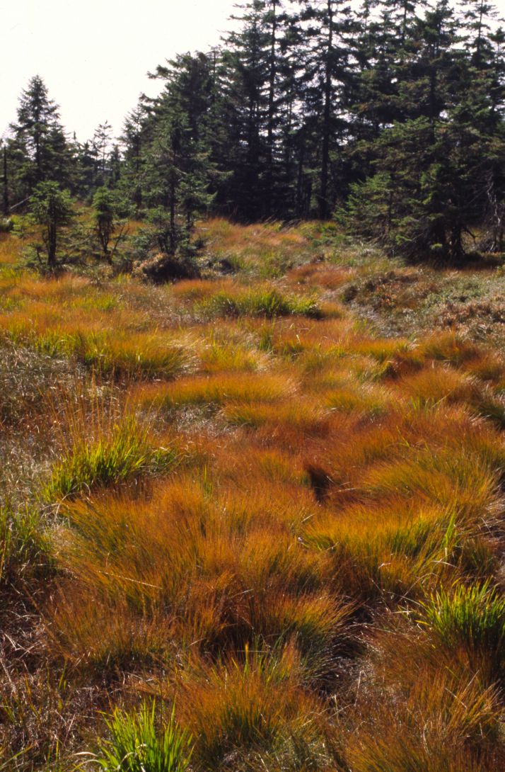 Hochmoor mit Trichoforum cespitosum im Herbst