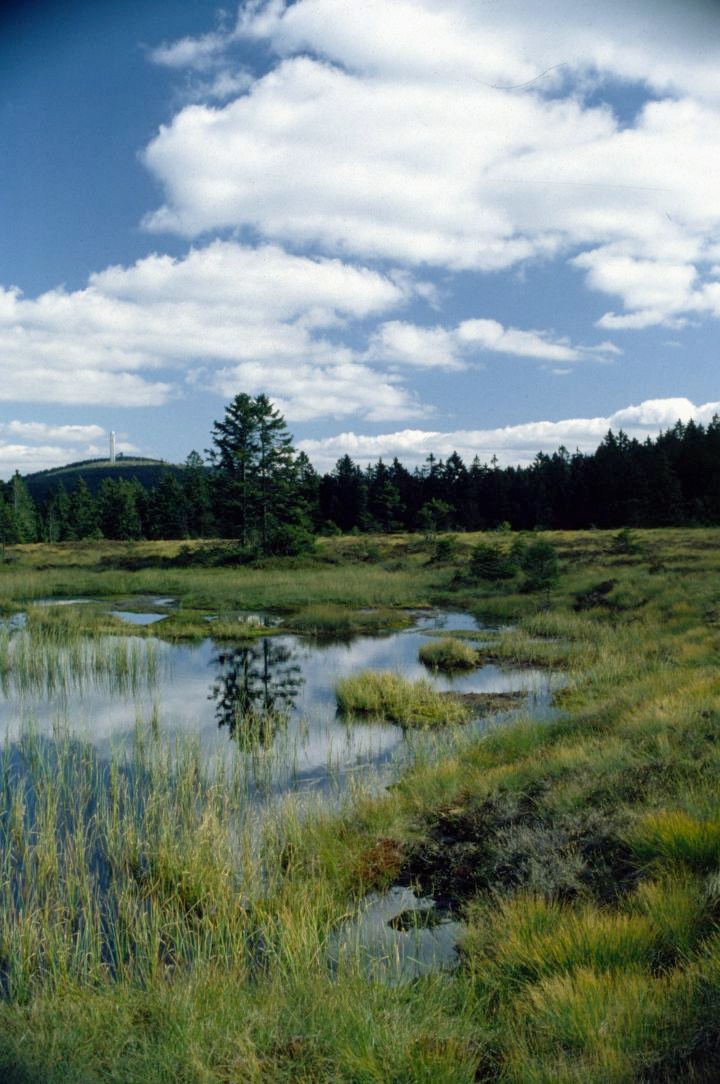 Kolk im Hochmoor