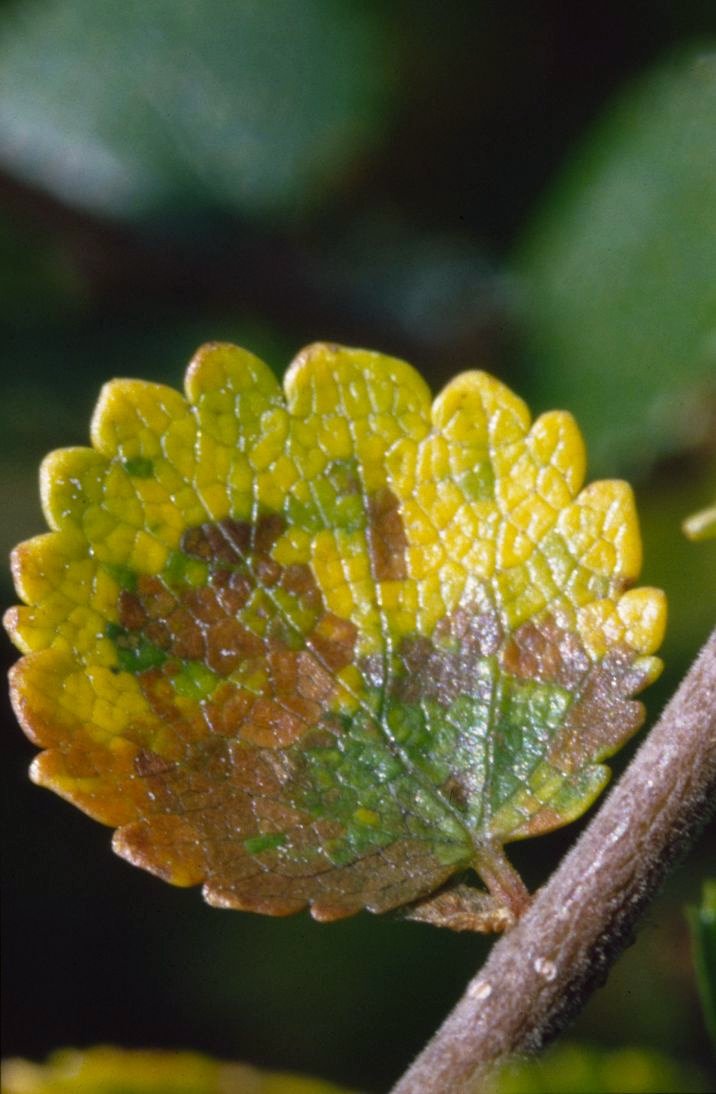 Zwergbirke (Betula nana)