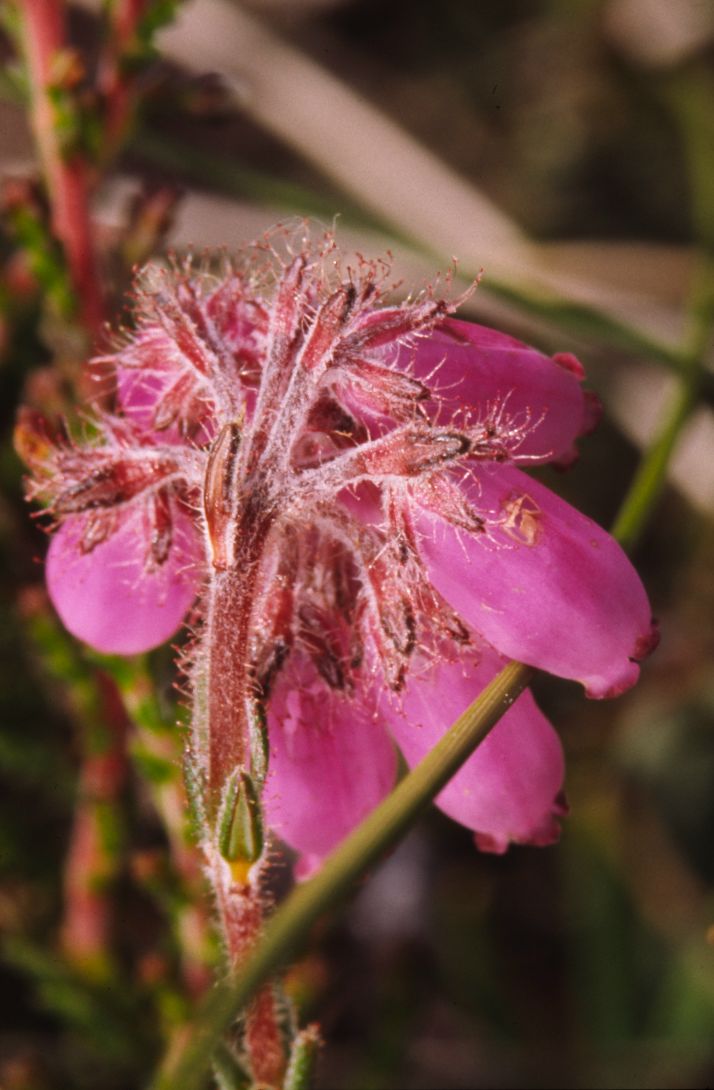 Glockenheide (Erika tetralis)