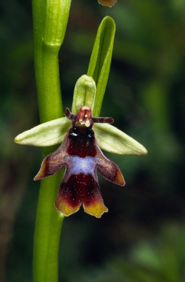 Fliegenragwurz (Ophrys insectifera)