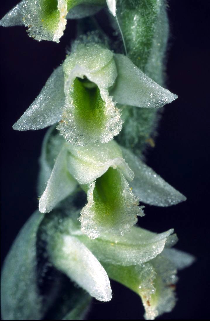 Herbstwendelorchis (Spiranthes spiralis)