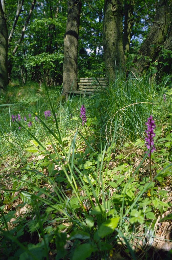 männliches Knabenkraut (Orchis mascula)