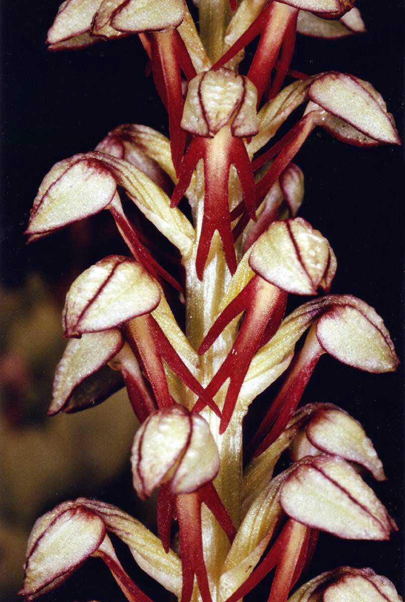 Puppenorchis