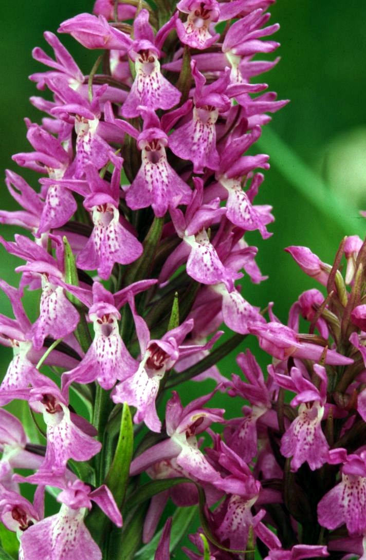 Übersehenes Knabenkraut (Dactylorhiza praetermissa)