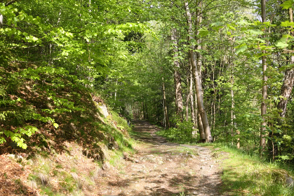 Schwarzenberg, Altenau, Harz - Frühlingswald