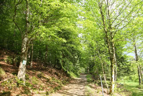 Schwarzenberg, Altenau, Harz - Frühlingswald