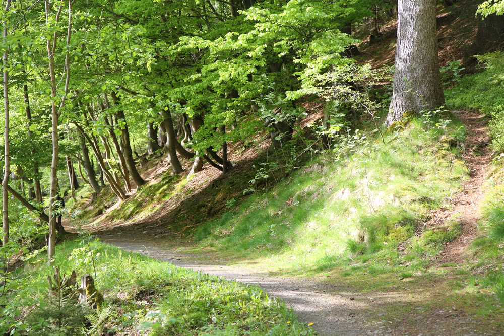 Schwarzenberg, Altenau, Harz - Frühlingswald