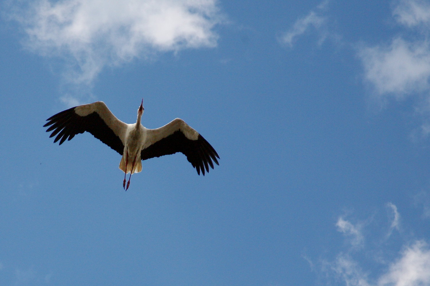 Storch im Überflug - Ferienwohnungen im Harz