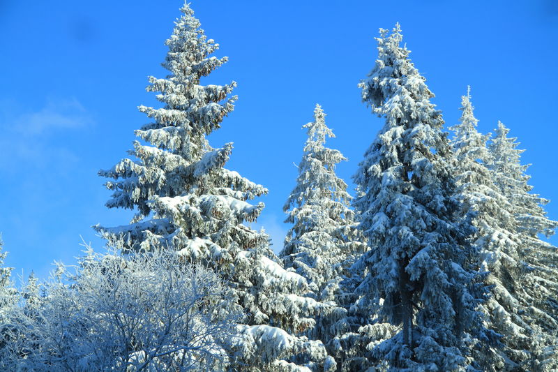 Winter im Harz