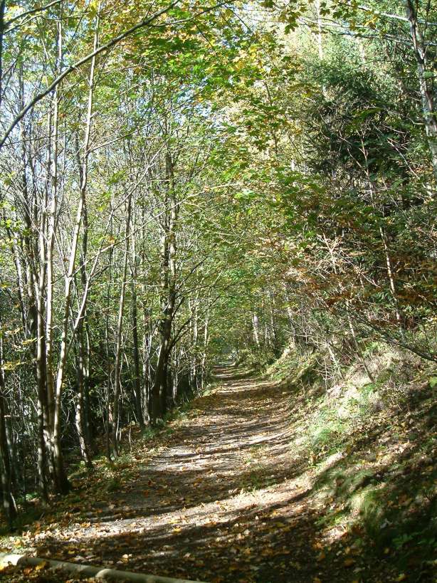 Der Schwarzenberg in Altenau lädt auch im Herbst zum Wandern ein