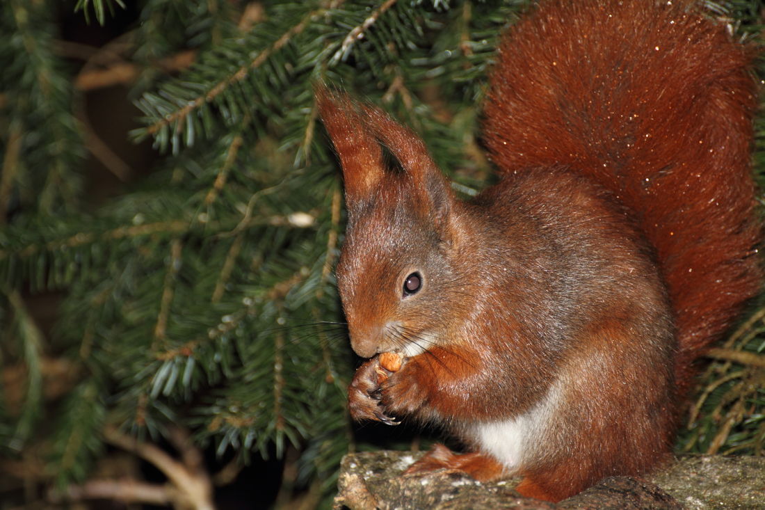 Die besten Naturphotos: rot-braunes Eichhörnchen