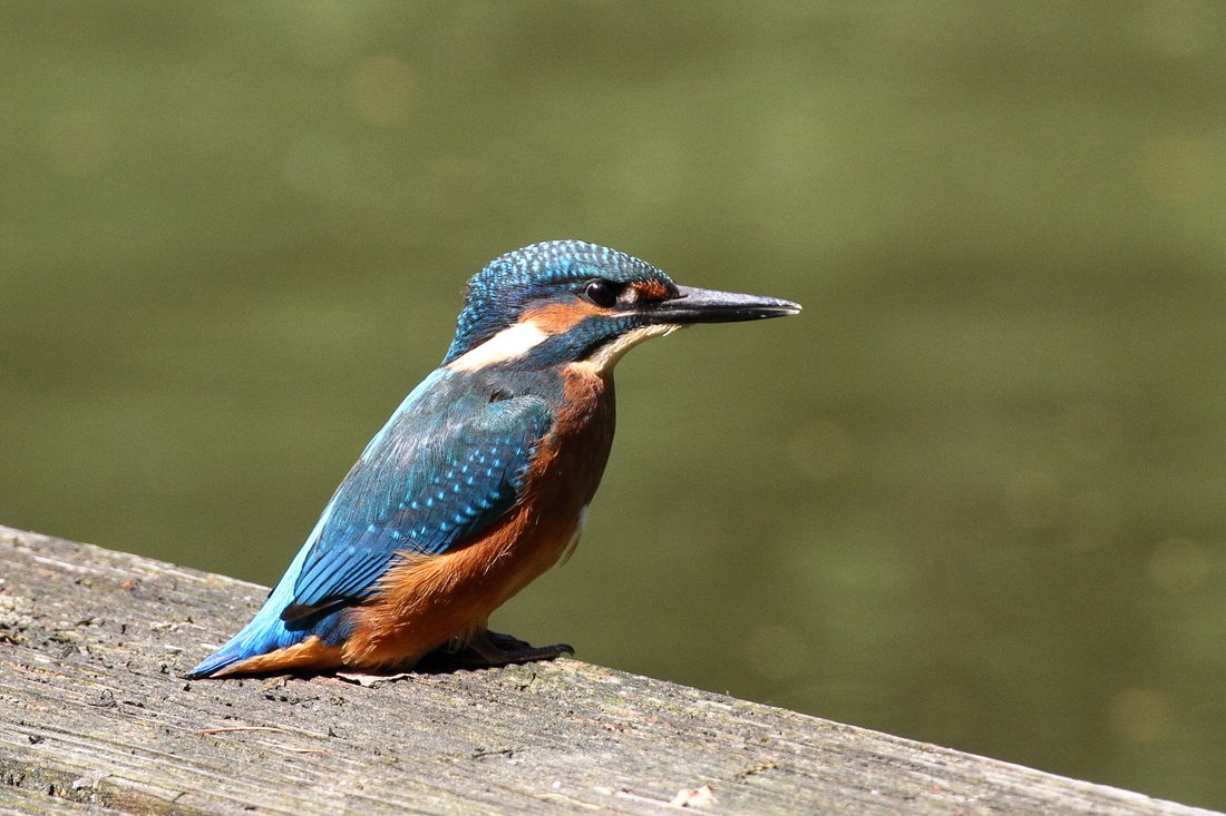 Die besten Naturphotos: Eisvogel