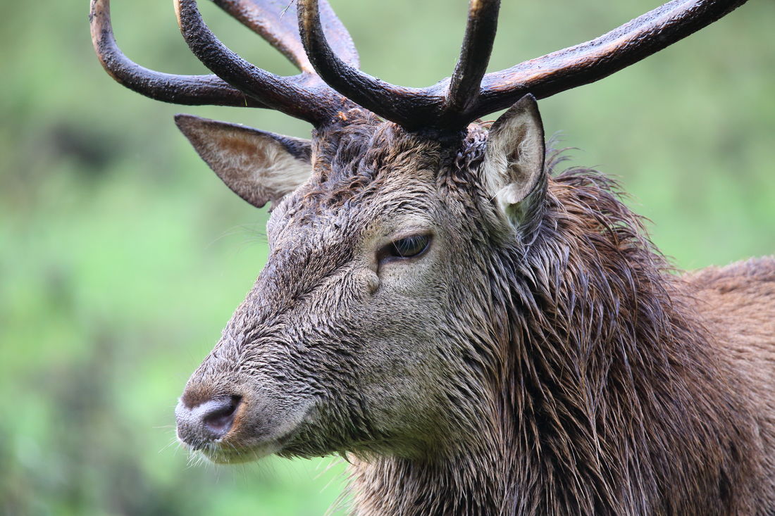 Die besten Naturphotos: Rothirsch