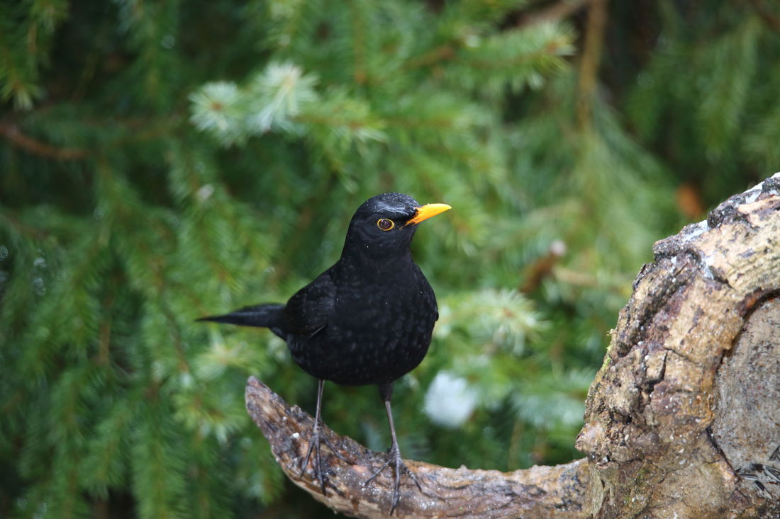 Die besten Naturphotos: Amsel