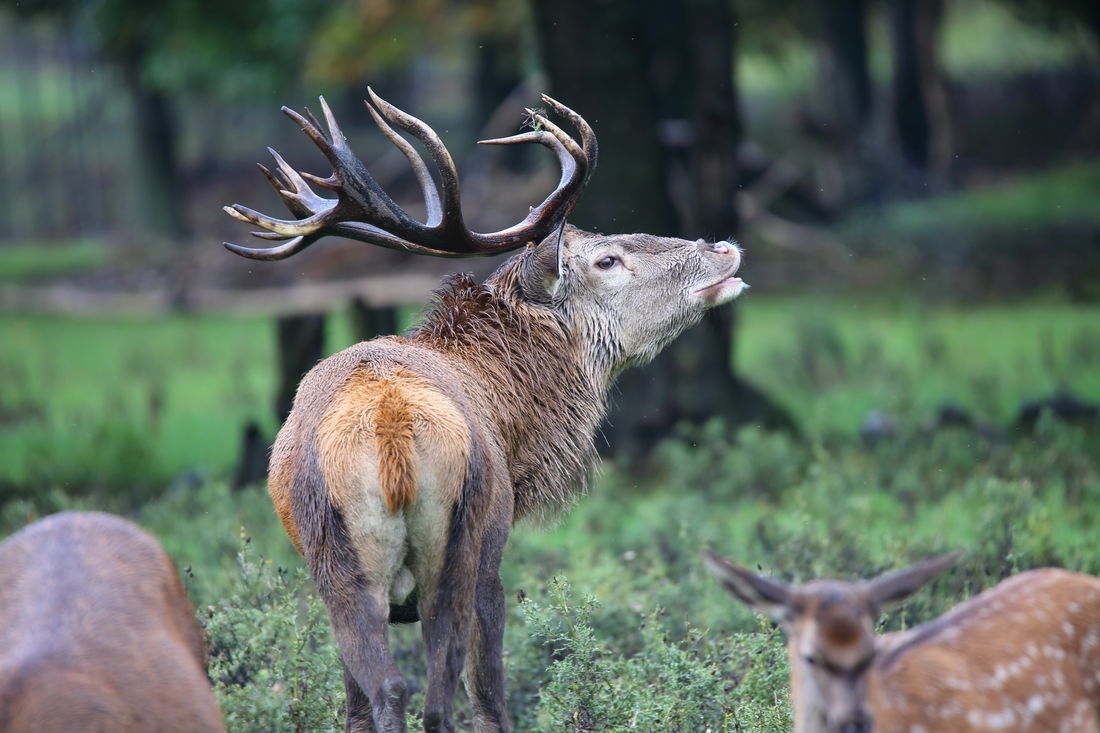 Die besten Naturphotos: röhrender Rothirsch bei der Brunft