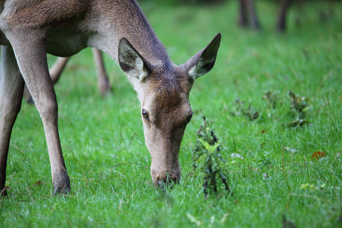 Die besten Naturphotos: Rothirsch, Weibchen