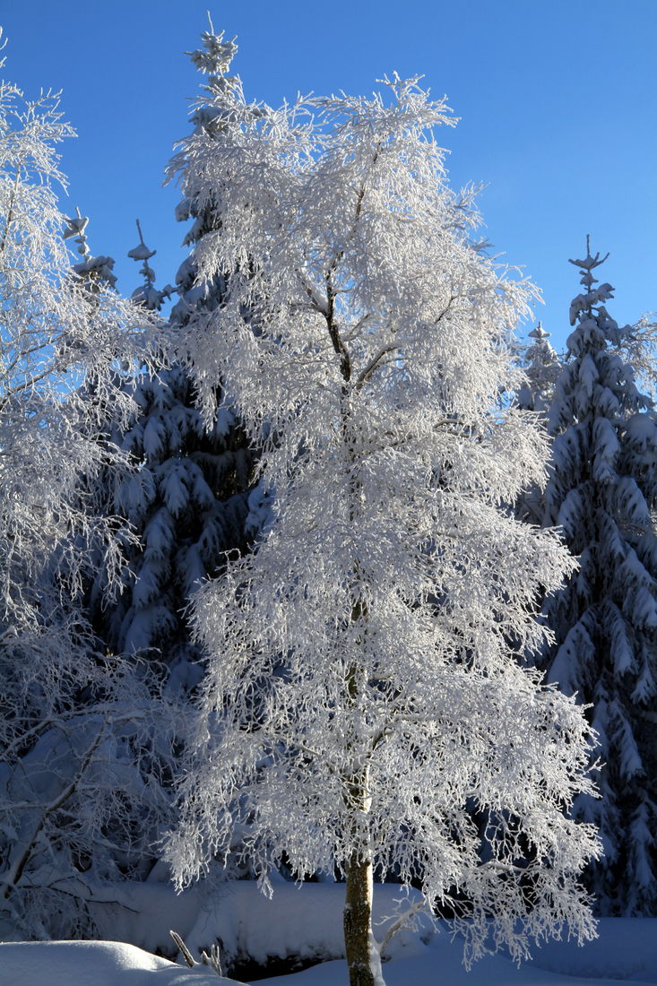 Die besten Naturphotos: mit Eis bedeckte Birke