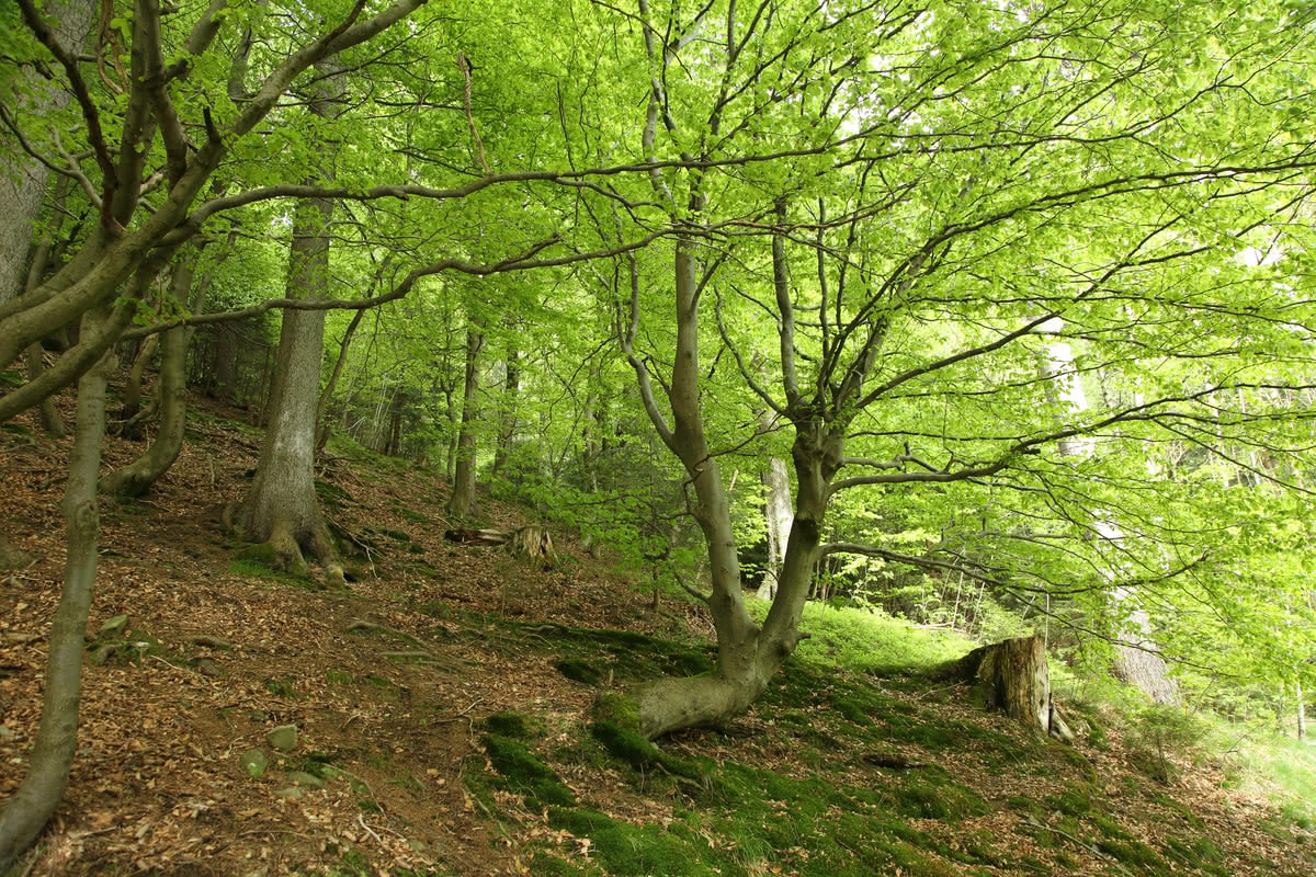 Die besten Naturphotos: Schwarzenberg im Frühling