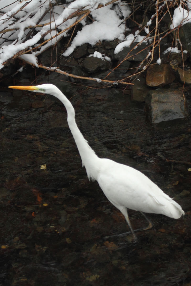 Die besten Naturphotos: Weißer Reiher (Silberreiher)