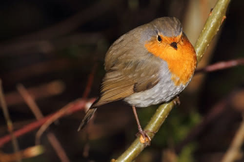 Die besten Naturphotos: Rotkehlchen