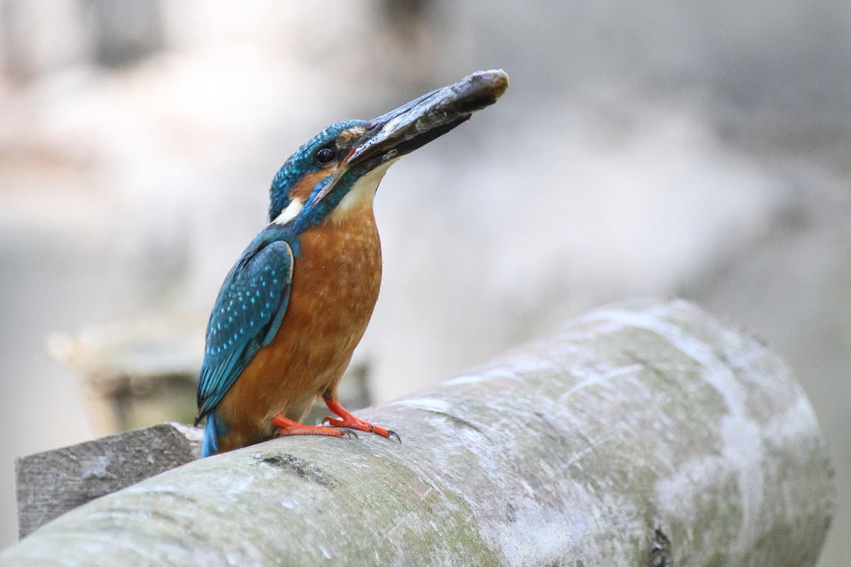 Die besten Naturphotos: Eisvogel mit Stichling