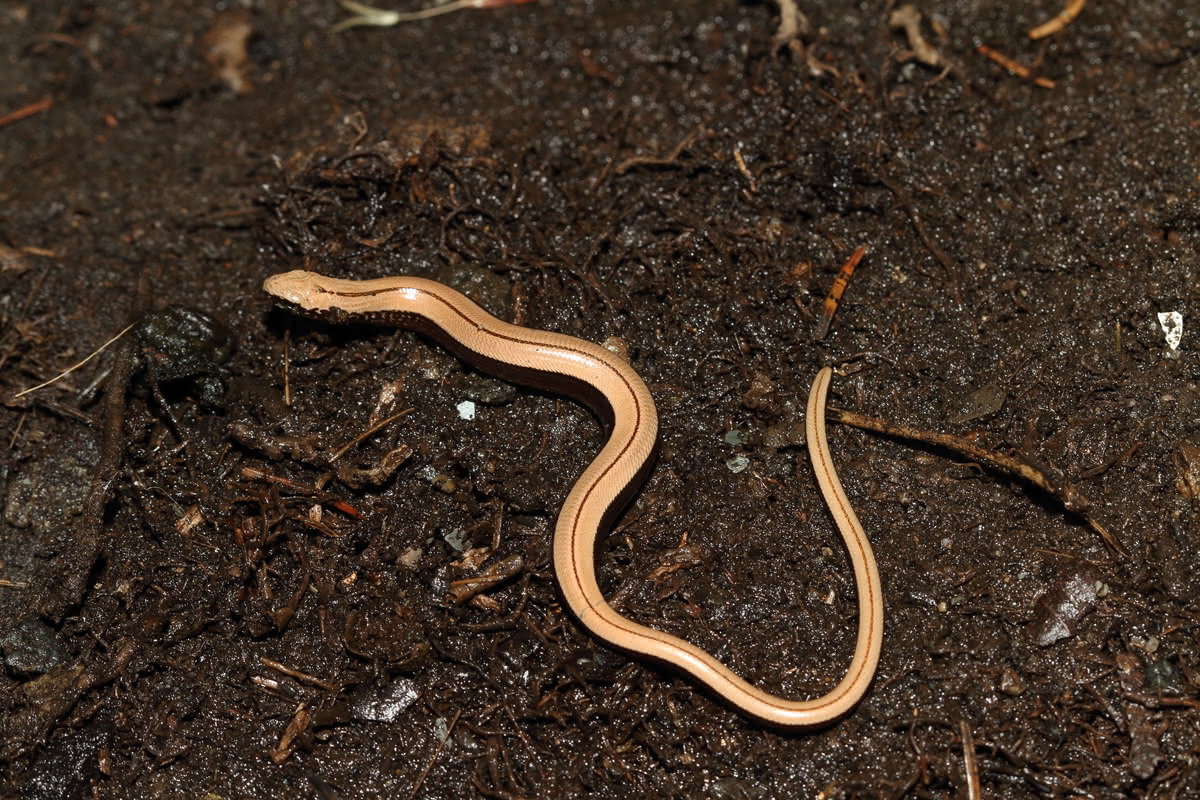 Die besten Naturphotos: Blindschleiche