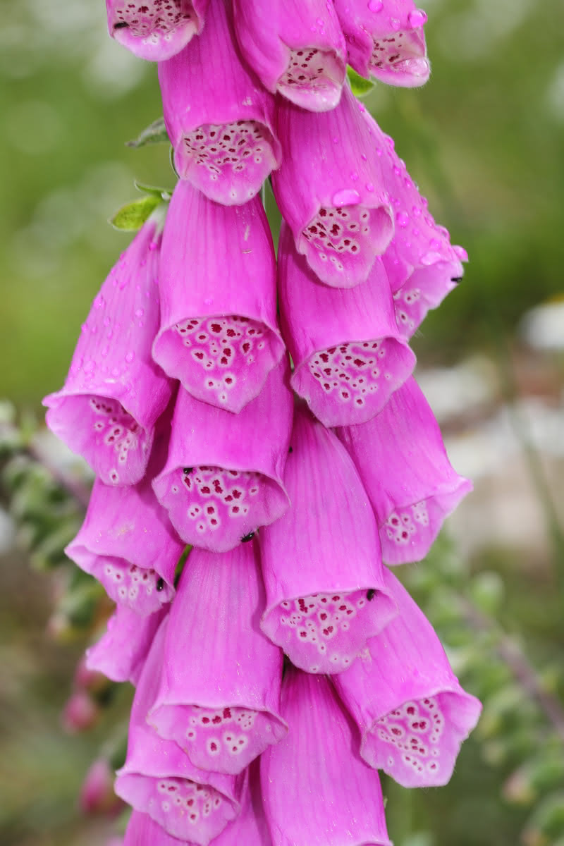 Die besten Naturphotos: roter Fingerhut