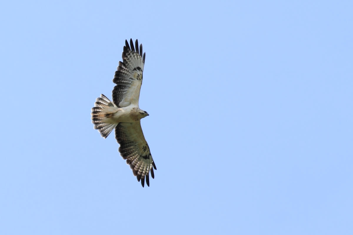 Die besten Naturphotos: Mäusebussard