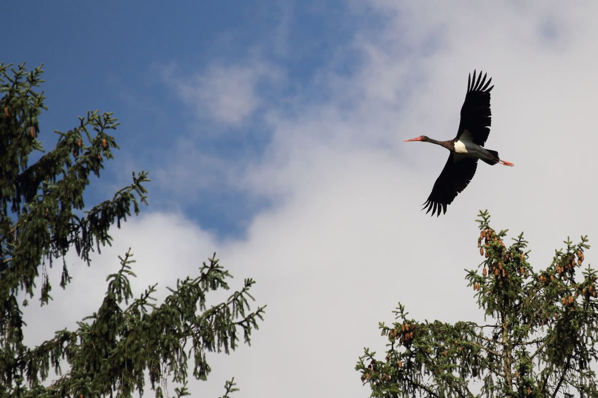 Die besten Naturphotos: Schwarzstorch