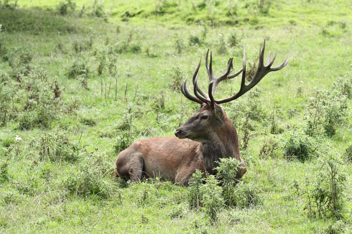 Die besten Naturphotos: Rothirsch