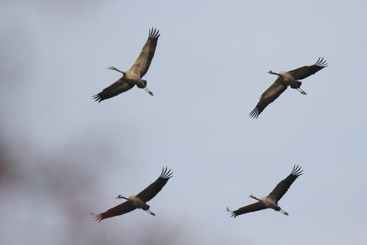 Die besten Naturphotos: Kraniche im Flug