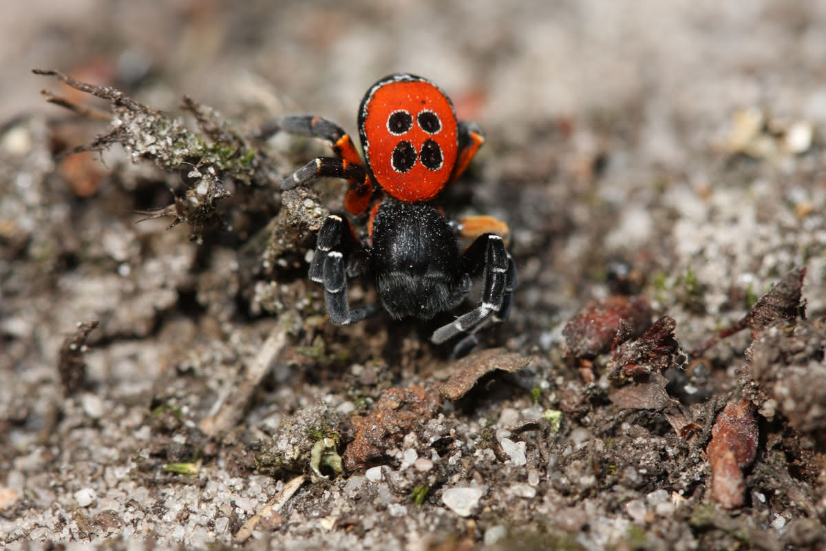 Die besten Naturphotos: Schwarze Röhrenspinne