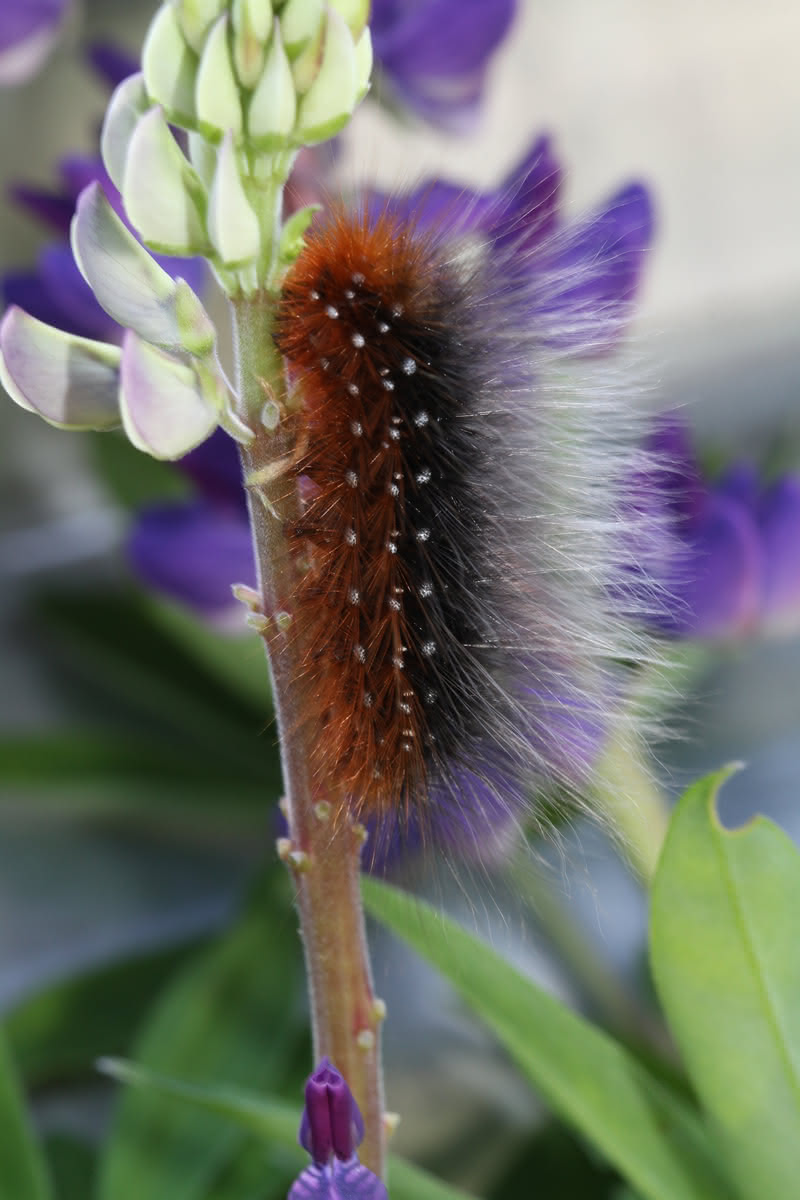 Die besten Naturphotos: Raupe des Braunen Bärs