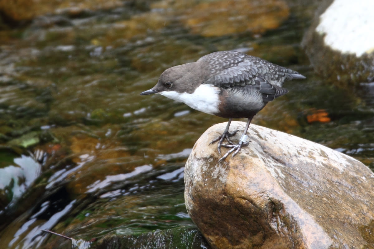 Die besten Naturphotos: Wasseramsel in der Oker