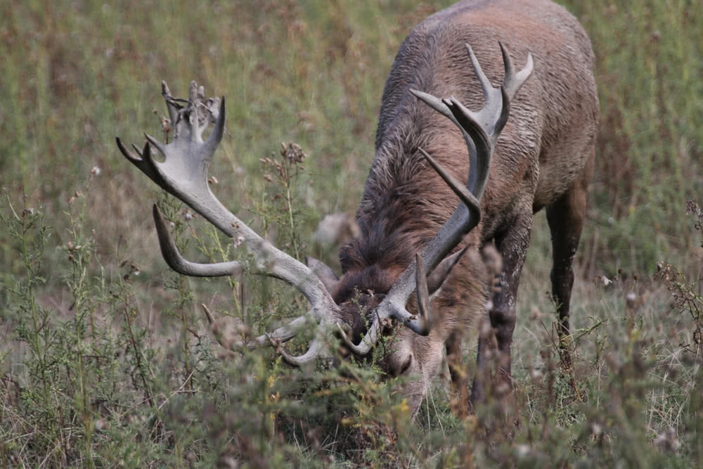 Die besten Naturphotos: Rothirsch