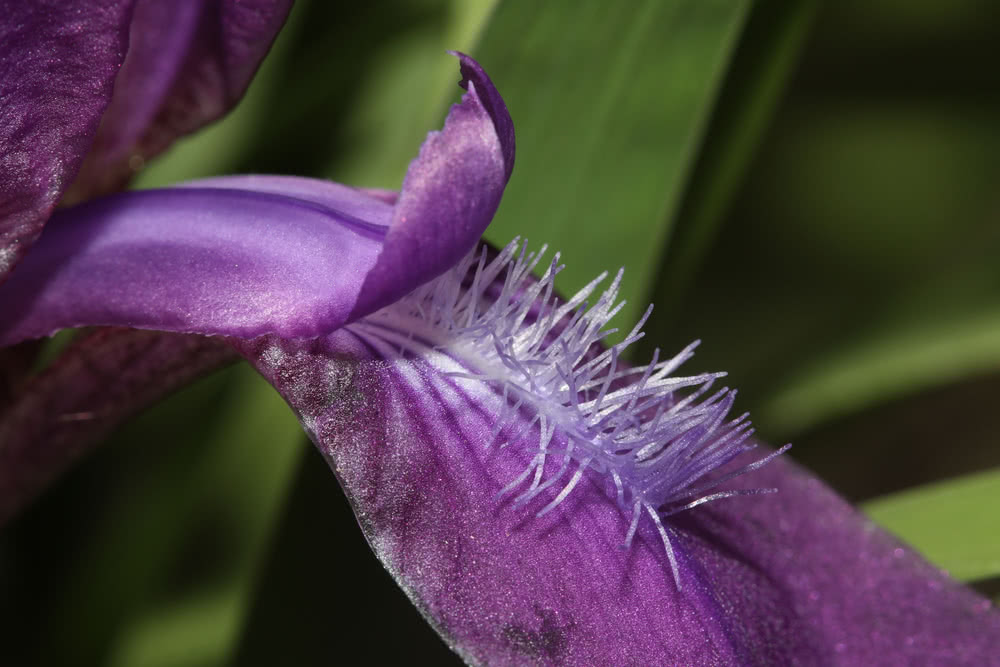 Die besten Naturphotos: Iris aphylla, Nacktstängel Schwertlilie